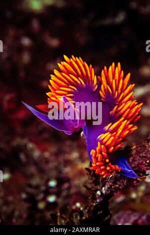 Ein spanischer Shawl Nudibranch (Flabellina iodinea) auf den Kanalinseln, Kalifornien. Stockfoto