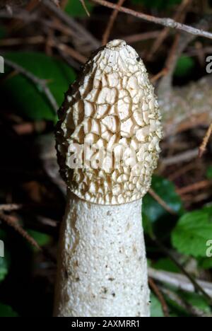 Gemeines Stinkhorn, gemeine Stinkmorchel, Phallus impudicus, erdei szömörcsög Stockfoto
