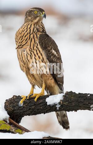 Junger Nordgoshawk, Accipiter gentilis, der auf einem Baumzweig mit Schnee ruht Stockfoto