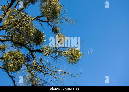 Mistel, die an den Zweigen eines Baumes und des blauen Himmels wachsen Stockfoto