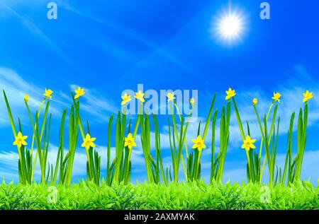 Hintergrundbild gelber Narzissen vor blauem Himmel mit Sonnenschwein Stockfoto