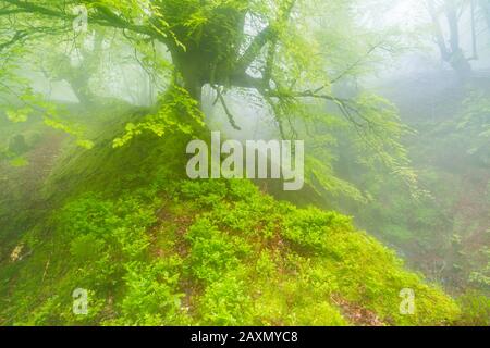 Naturpark Gorbeia, Baskenland/Spanien; 3. Mai 2014. Belaustegi-Buchenwald im Frühjahr. Stockfoto