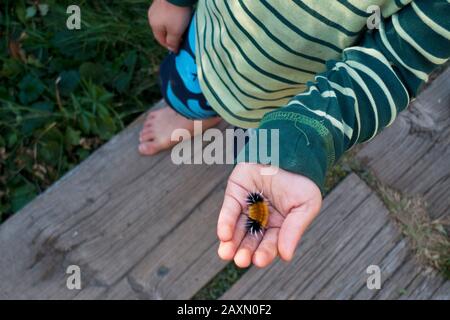 Ein kleiner Junge hält eine gebänderte Wollbär-Raupe in der gekuppelten Handfläche. Das Insekt ist die Larve, Die Tussock Moth (Lophocampa maculata) entdeckt hat. Stockfoto