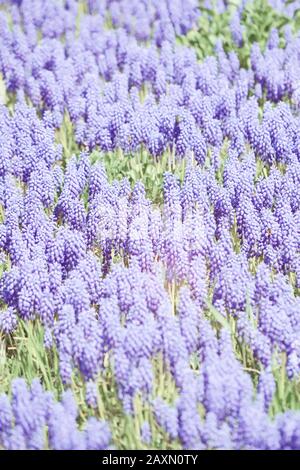 Vertikale violette Hintergrundblumen, die auf der diagonalen Linie wachsen, mit Hervorhebungen in der Mitte Stockfoto