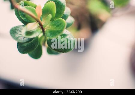 Blätter aus saftigem Sedum oder Hylotelephium spectabile, Eispflanze oder Steinmetze, in einem Tontopf auf einer Fensterbank. Vorlage für das Design. Stockfoto