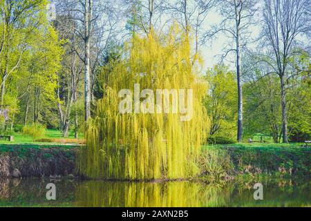 Willow im Frühjahr mit Filter auf dem Fluss Stockfoto