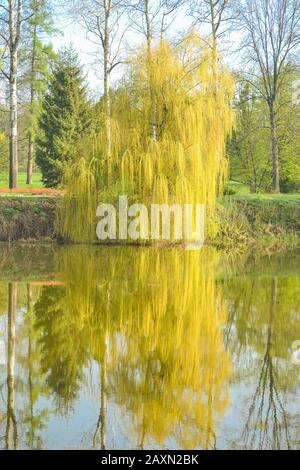 Willow im Frühjahr mit Filter auf dem Fluss Stockfoto