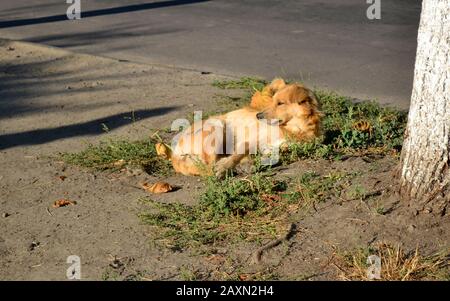 Streunender Hund mit roten, goldenen Haaren liegt am sonnigen Morgen auf dem Boden in der Nähe des Baumes. Stockfoto