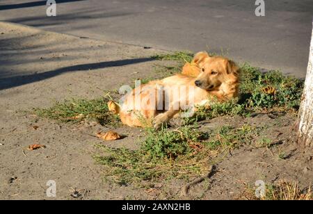 Streunender Hund mit roten, goldenen Haaren liegt am sonnigen Morgen auf dem Boden in der Nähe des Baumes. Stockfoto