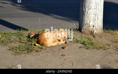 Streunender Hund mit roten, goldenen Haaren liegt am sonnigen Morgen auf dem Boden in der Nähe des Baumes. Stockfoto