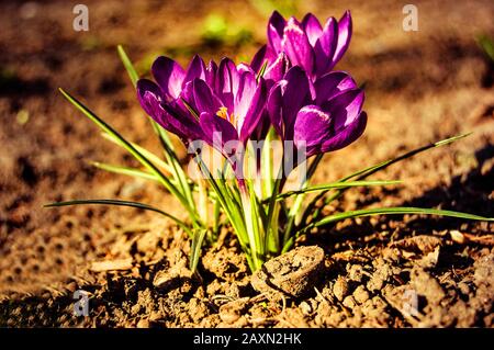 Cousteau kleine violette Krokusblüten in der Nähe mit brauner Erde Stockfoto