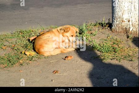 Streunender Hund mit roten, goldenen Haaren liegt am sonnigen Morgen auf dem Boden in der Nähe des Baumes. Mann Schatten über sie Stockfoto