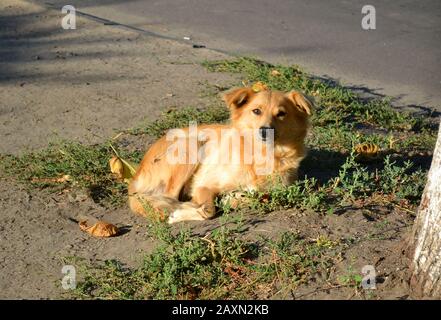 Streunender Hund mit roten, goldenen Haaren liegt am sonnigen Morgen auf dem Boden in der Nähe des Baumes. Stockfoto