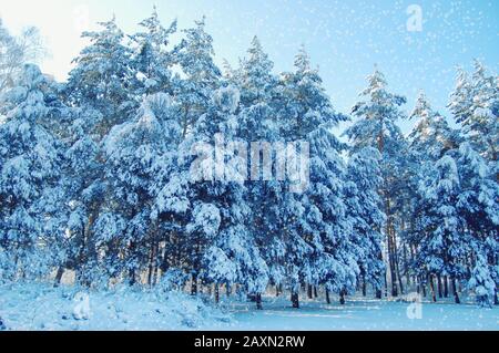 Hohe Kiefern mit viel Schnee im Wald, blaue Farbe Stockfoto