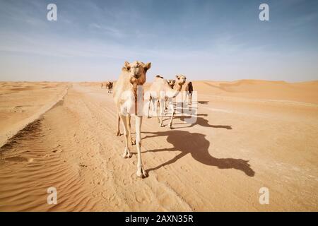 Kamelherde, die auf der Sandstraße gegen Sanddünen in der Wüstenlandschaft laufen. Abu Dhabi, Vereinigte Arabische Emirate Stockfoto