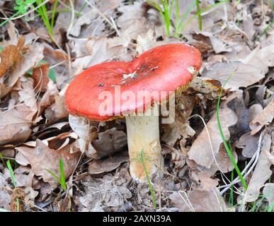 Russula rosea (Synonym Russula lepida) bekannt als rosiger Russula-Pilz Stockfoto