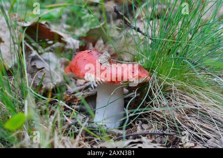 Russula rosea (Synonym Russula lepida) bekannt als rosiger Russula-Pilz Stockfoto