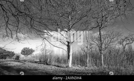 Bäume auf dem Gipfel von Arnside Knott, Cumbria Stockfoto