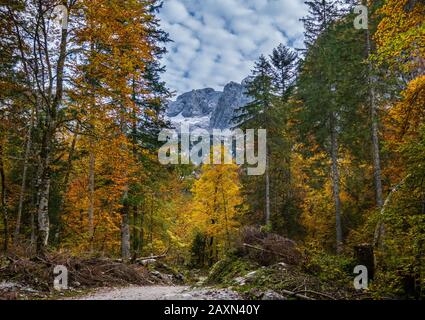 Ruhigen herbst Alpen Berg Blick auf den Wald. In der Nähe von gosauseen oder Vorderer Gosausee, Oberösterreich. Dachstein Gipfel und Gletscher. Stockfoto