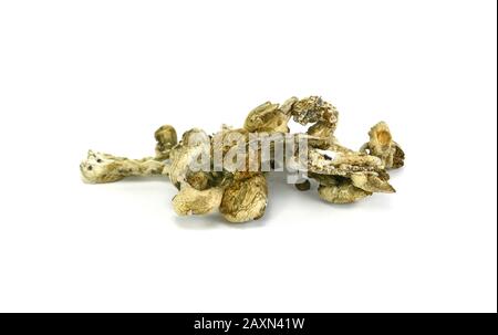 Getrocknete psilocybe cubensis psilocybin magische Pilze. 'Magische Pilze', die den psychoaktiven Stoff Psilocybin enthalten. Goldener Lehrer Halluzinogen Stockfoto