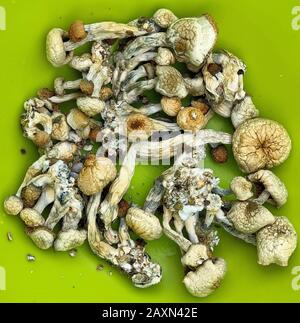 Getrocknete psilocybe cubensis psilocybin magische Pilze. 'Magische Pilze', die den psychoaktiven Stoff Psilocybin enthalten. Goldener Lehrer Halluzinogen Stockfoto