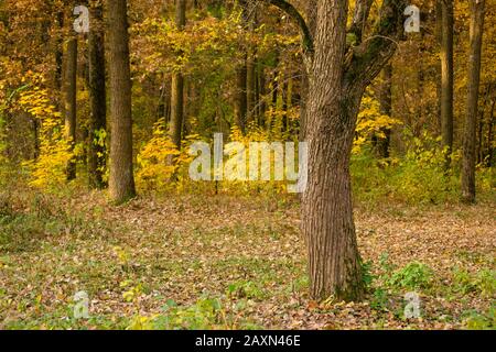 Baumrindenstamm wächst im Herbstwald Stockfoto