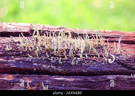 Verschiedene Moos-Arten, die auf der Rinde eines alten Baumes wachsen, Makro Stockfoto