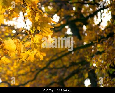 Gelbe Ahorn-Blätter auf einem dunkel verschwommenen Hintergrund Stockfoto