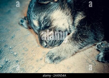 Süßer kleiner Schnauzenwelpen, der deutschen Hirtenschlief, blauer Filter schläft Stockfoto