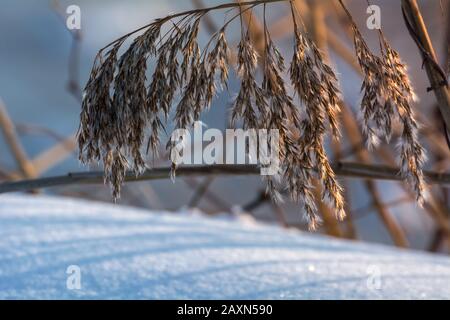 Trockenes Gras Schilf über dem schneebedeckten Seeufer, Schilfsamen Stockfoto