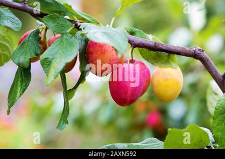 Pflaumenbaum mit reifer Pflaumenfrucht. Äste mit saftigen Früchten bei Sonnenuntergang. Nahaufnahme der Pflaumen, die auf dem Ast reif sind. Organische Pflaumen in einem Obstgarten. Stockfoto