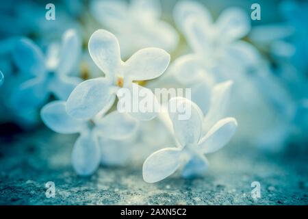 Kleine lila Blume mit vier Kronblättern zugespitzt Stockfoto