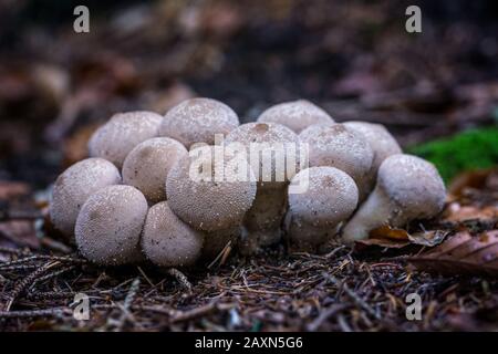 Nahaufnahme von gemeinen Puffballpilzen, Lycoperdon perlatum, gemähtem Puffball, warzendem Puffball, Wolffarts, Teufelsschnuppenkiste Stockfoto