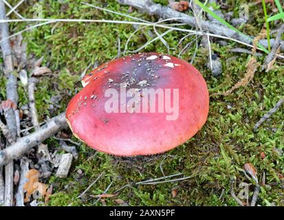 Russula rosea (Synonym Russula lepida) bekannt als rosiger Russula-Pilz Stockfoto