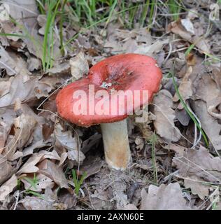 Russula rosea (Synonym Russula lepida) bekannt als rosiger Russula-Pilz Stockfoto