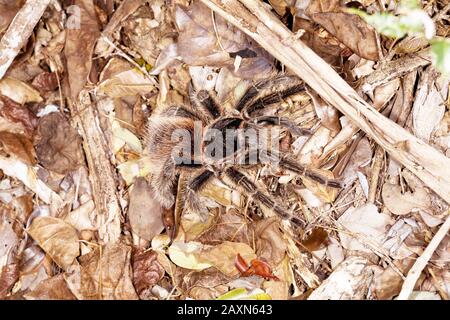 tarântula, Arachnida, Aranae, Spider, Tarantula, Boa Nova, Bahia, Brasilien Stockfoto