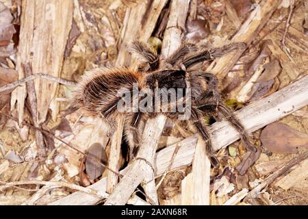 tarântula, Arachnida, Aranae, Spider, Tarantula, Boa Nova, Bahia, Brasilien Stockfoto