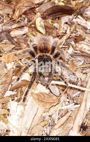 tarântula, Arachnida, Aranae, Spider, Tarantula, Boa Nova, Bahia, Brasilien Stockfoto