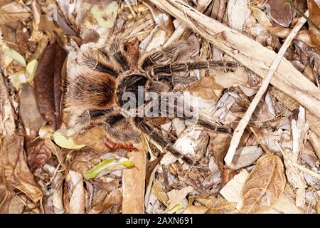 tarântula, Arachnida, Aranae, Spider, Tarantula, Boa Nova, Bahia, Brasilien Stockfoto