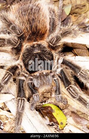 tarântula, Arachnida, Aranae, Spider, Tarantula, Boa Nova, Bahia, Brasilien Stockfoto