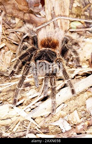 tarântula, Arachnida, Aranae, Spider, Tarantula, Boa Nova, Bahia, Brasilien Stockfoto