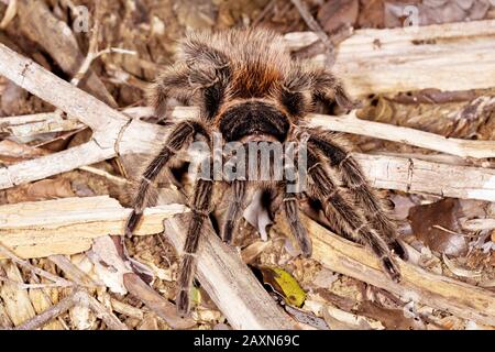 tarântula, Arachnida, Aranae, Spider, Tarantula, Boa Nova, Bahia, Brasilien Stockfoto