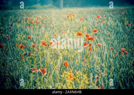 Wunderschönes Feld mit Poppies im Morgenfilter Stockfoto