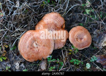 Safranmilchmütze (Lactarius deliciosus) Pilz. Herbstsaison. Pilzjagd. Safranmilchmütze alias Rotkieferpilze alias Lactarius deliciosus in einem gr Stockfoto