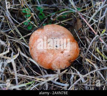 Safranmilchmütze (Lactarius deliciosus) Pilz. Herbstsaison. Pilzjagd. Safranmilchmütze alias Rotkieferpilze alias Lactarius deliciosus in einem gr Stockfoto