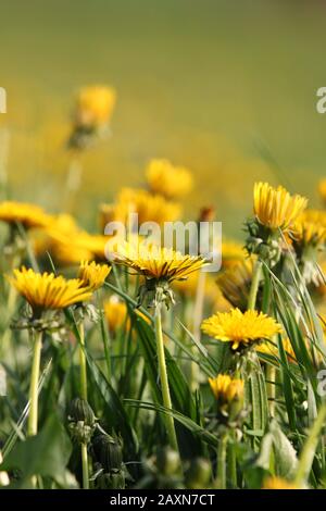 Gelbe Dandelionen auf grüner Wiese im Frühling Stockfoto