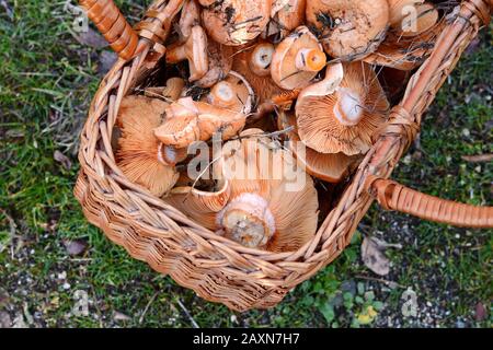 Saffron-Milchkappe mit vollem Korb. Safranmilchmütze (Lactarius deliciosus) Pilz. Herbstsaison. Pilzjagd. Safranmilchmütze alias Rotkiefer Champignons ak Stockfoto