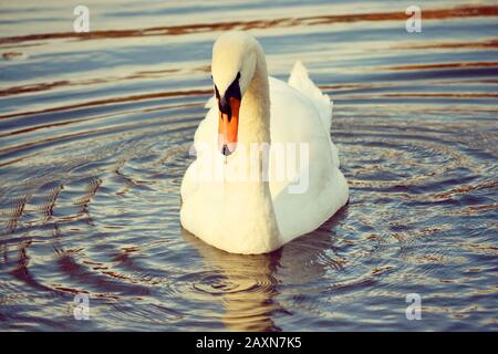 Großer Vogel weißer Schwan mit langhalsigen Schwielen im Wasserfilter Stockfoto
