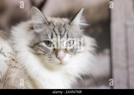 Hauskatze sehr kuschelig und liebevoll. Stockfoto