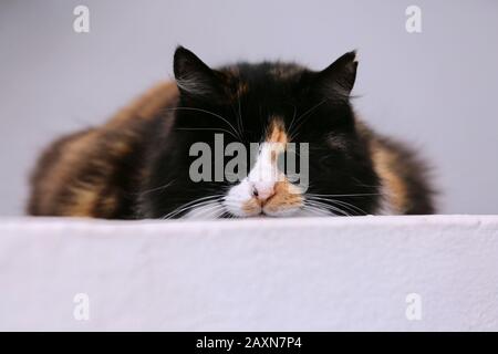 CAT schläft oder entspannt an einer weißen Ziegelwand Stockfoto